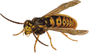 Wasp PNG-74593